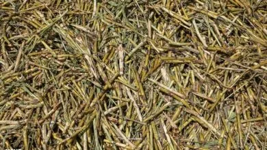 صادرات خوراک دام استحصالی از صنایع نیشکر آزاد شد صادرات خوراک دام استحصالی از صنایع نیشکر آزاد شد