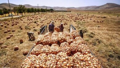 خرید حمایتی پیاز آغاز شد