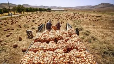 خرید حمایتی پیاز آغاز شد